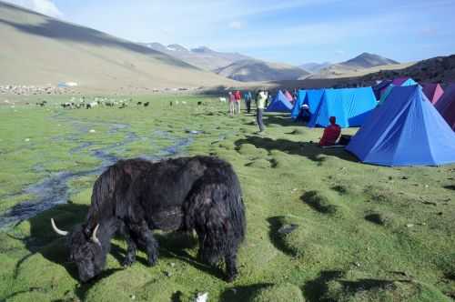 TREKKING IN LADAKH | CHANGTANG 2017